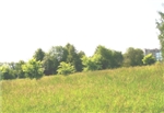 Молодые вязы 
(2010 г.)
