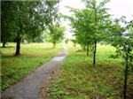 аллея вязов, посаженная
работниками СПИДцентра (2011 г.)