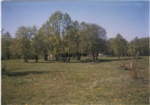 Лето 2006 г.