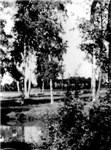 Пруд в парке (50-е гг.)